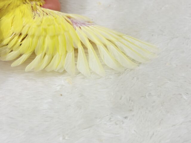 【最新画像更新🪄ひとり餌になりました☆】特徴的な歌声です~♩♩サザナミインコ(ルチノー) ヒナ サザナミインコ