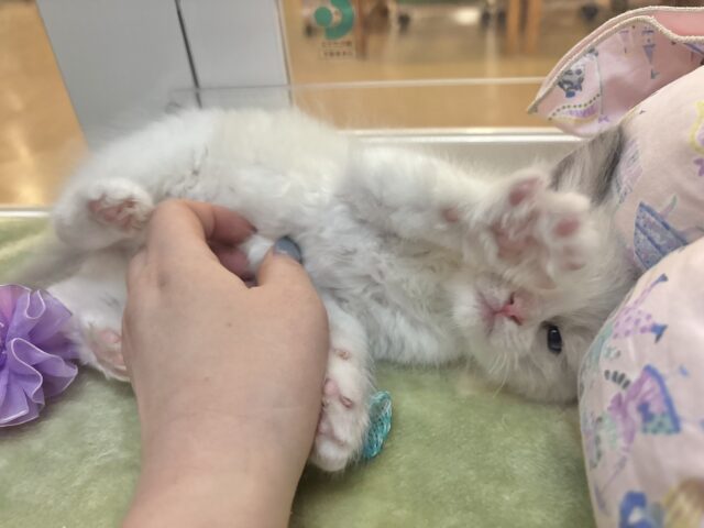 ラグドール