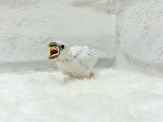 シルバー文鳥