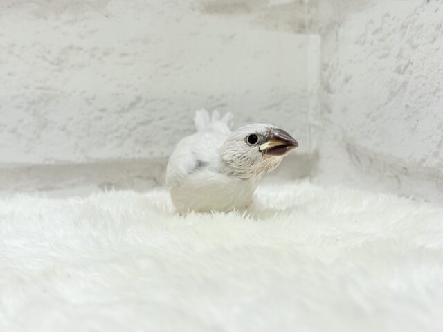 シルバー文鳥