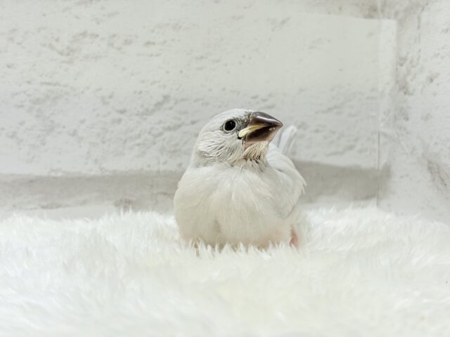 シルバー文鳥