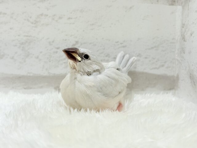 【最新画像更新🪄】食欲に勝るものは無し!!!シルバー文鳥 ヒナ シルバー文鳥