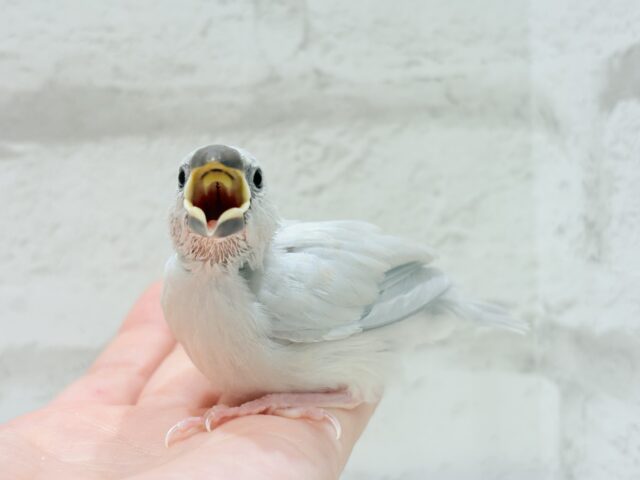 【最新画像更新🪄】食欲に勝るものは無し!!!シルバー文鳥 ヒナ シルバー文鳥