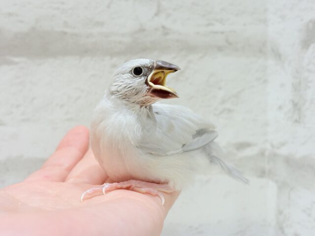 【最新画像更新🪄】食欲に勝るものは無し!!!シルバー文鳥 ヒナ シルバー文鳥