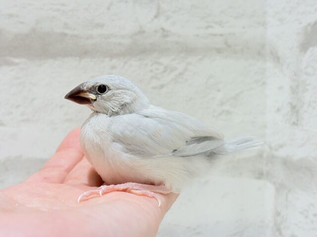 【最新画像更新🪄】食欲に勝るものは無し!!!シルバー文鳥 ヒナ シルバー文鳥