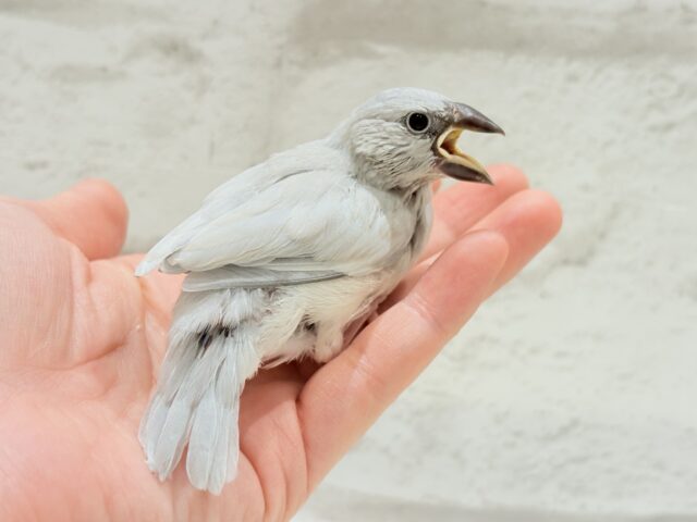 シルバー文鳥