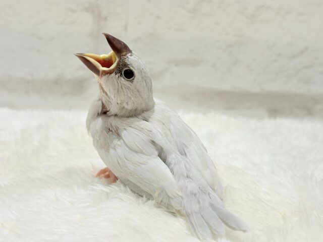 【最新画像更新🪄】食欲に勝るものは無し!!!シルバー文鳥 ヒナ シルバー文鳥