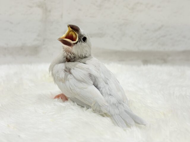 シルバー文鳥