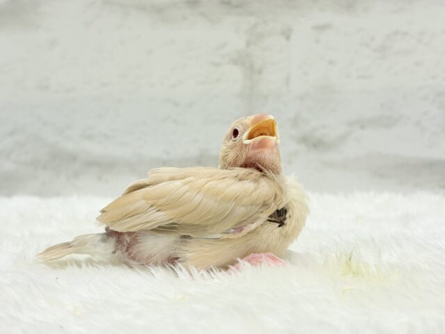 【最新画像更新🪄】ふんわり優しさ溢れる子☕️.*・゚シナモン文鳥 ヒナ シナモン文鳥