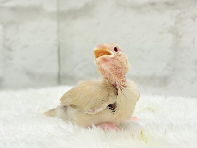 シナモン文鳥