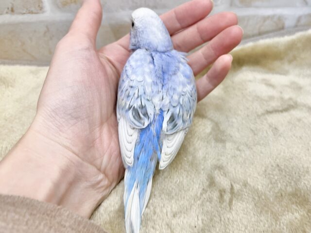 爽やかブルーのスパングル🏝️🩵 セキセイインコ(ブルースパングル) セキセイインコ