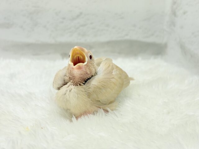 【最新画像更新🪄】ふんわり優しさ溢れる子☕️.*・゚シナモン文鳥 ヒナ シナモン文鳥