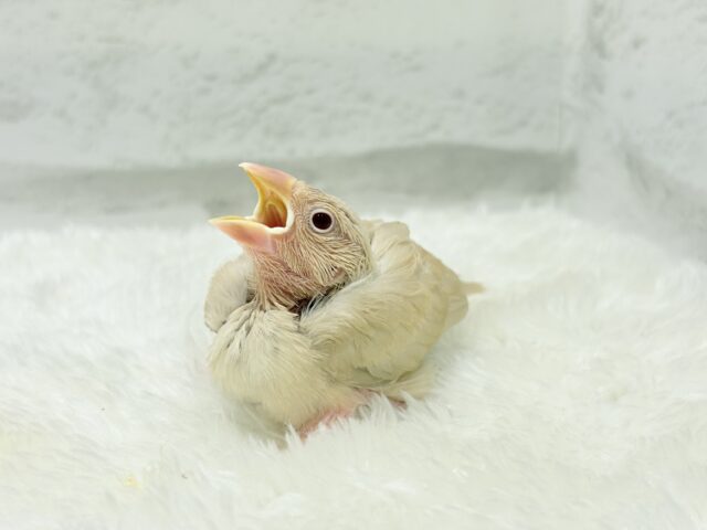 【最新画像更新🪄】ふんわり優しさ溢れる子☕️.*・゚シナモン文鳥 ヒナ シナモン文鳥