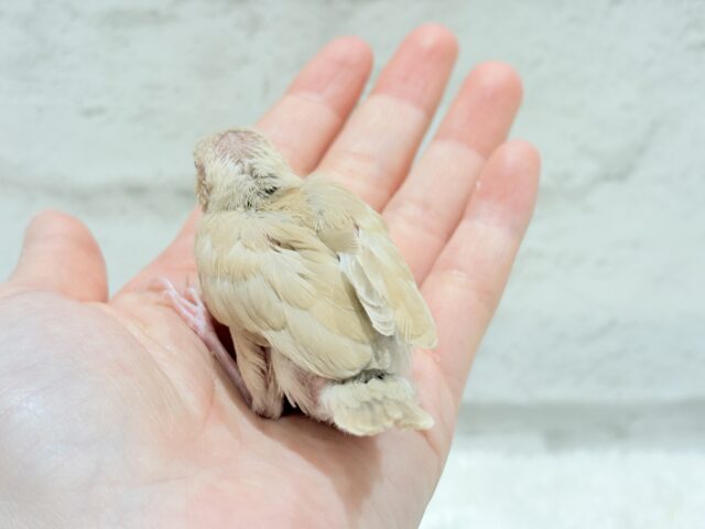 【最新画像更新🪄】ふんわり優しさ溢れる子☕️.*・゚シナモン文鳥 ヒナ シナモン文鳥