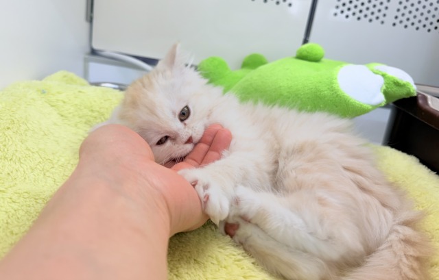 ミヌエット