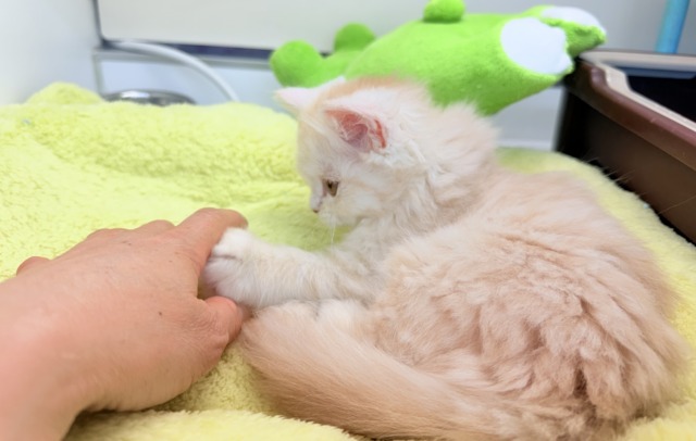 ミヌエット