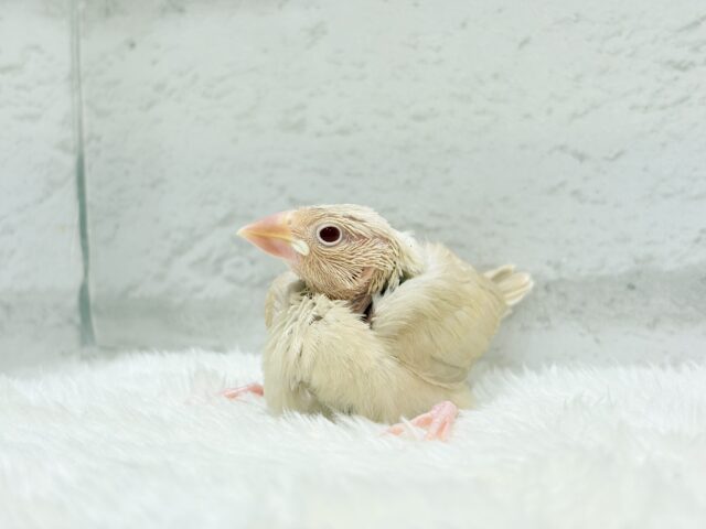 シナモン文鳥