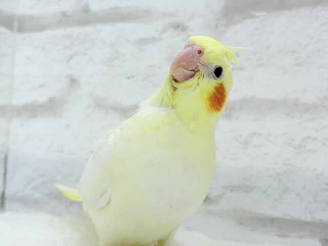 【最新画像更新🪄】あひるじゃないよ🪿オカメだよ🐥💛オカメインコ(ルチノー) ヒナ オカメインコ