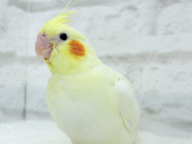 【最新画像更新🪄】あひるじゃないよ🪿オカメだよ🐥💛オカメインコ(ルチノー) ヒナ オカメインコ