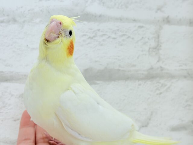 【最新画像更新🪄】あひるじゃないよ🪿オカメだよ🐥💛オカメインコ(ルチノー) ヒナ オカメインコ