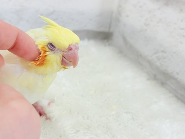【最新画像更新🪄】あひるじゃないよ🪿オカメだよ🐥💛オカメインコ(ルチノー) ヒナ オカメインコ