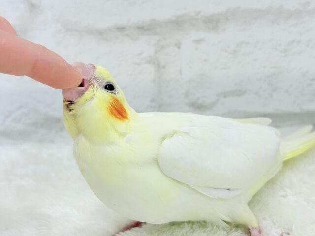 【最新画像更新🪄】あひるじゃないよ🪿オカメだよ🐥💛オカメインコ(ルチノー) ヒナ オカメインコ