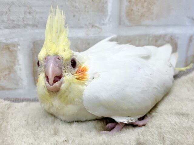 オカメインコ