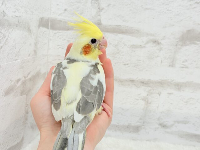 【最新画像更新🪄】黄色の小さい冠羽にきゅんっ🐥🌼オカメインコ(パイド) ヒナ オカメインコ