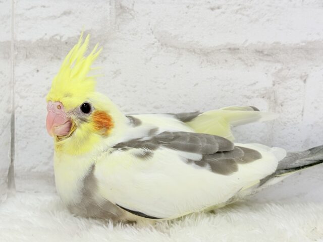【最新画像更新🪄】黄色の小さい冠羽にきゅんっ🐥🌼オカメインコ(パイド) ヒナ オカメインコ