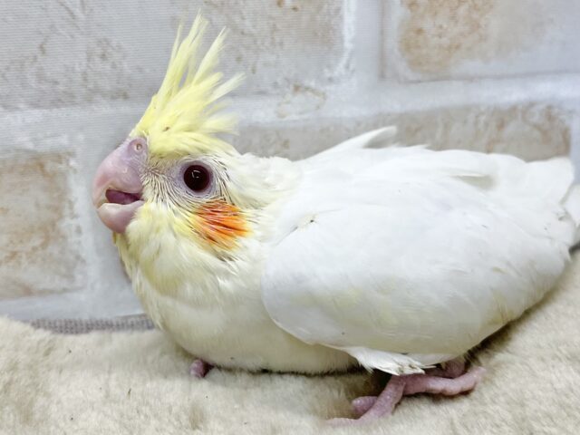 キョロちゃん👀✨ オカメインコ(ルチノー) オカメインコ