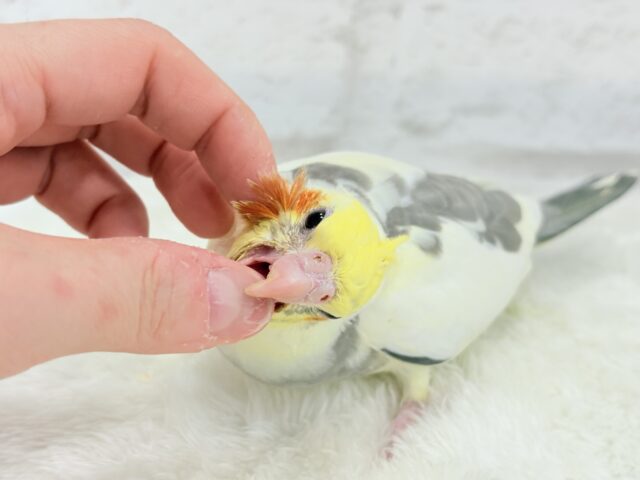 【最新画像更新🪄】黄色の小さい冠羽にきゅんっ🐥🌼オカメインコ(パイド) ヒナ オカメインコ
