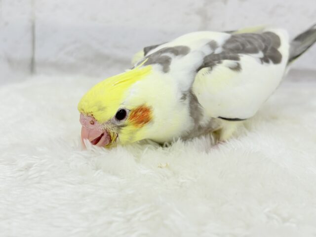【最新画像更新🪄】黄色の小さい冠羽にきゅんっ🐥🌼オカメインコ(パイド) ヒナ オカメインコ