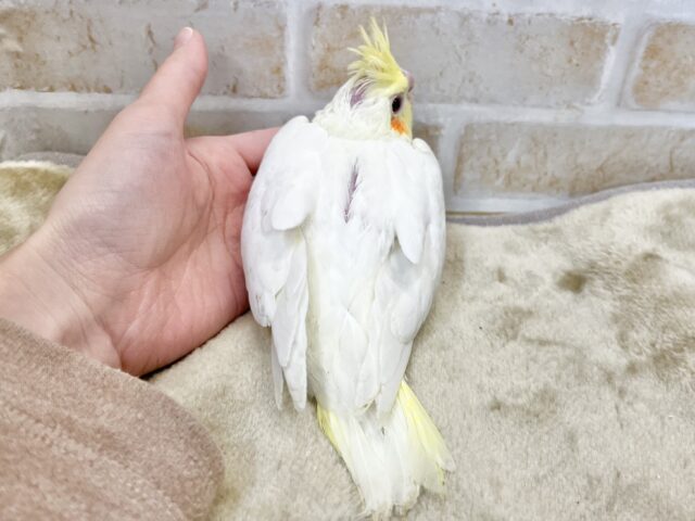 キョロちゃん👀✨ オカメインコ(ルチノー) オカメインコ