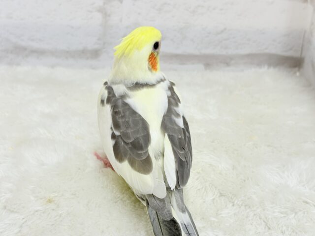 オカメインコ