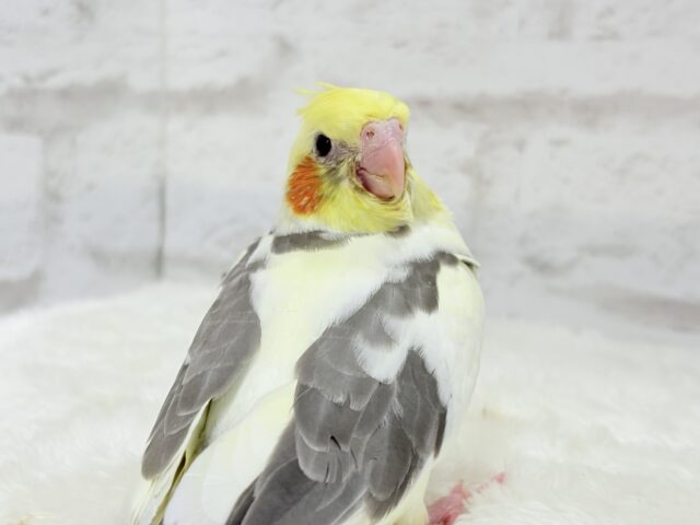 【最新画像更新🪄】黄色の小さい冠羽にきゅんっ🐥🌼オカメインコ(パイド) ヒナ オカメインコ
