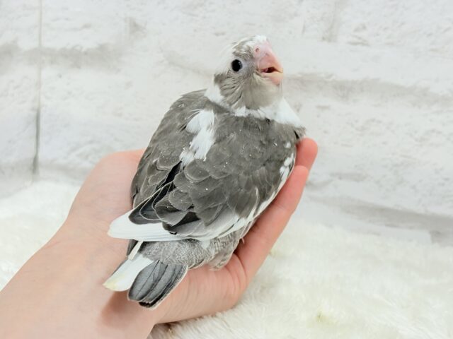 【最新画像更新🪄ひとり餌になりました☆】愛嬌たっぷり♡オカメインコ(WFパイド) ヒナ オカメインコ