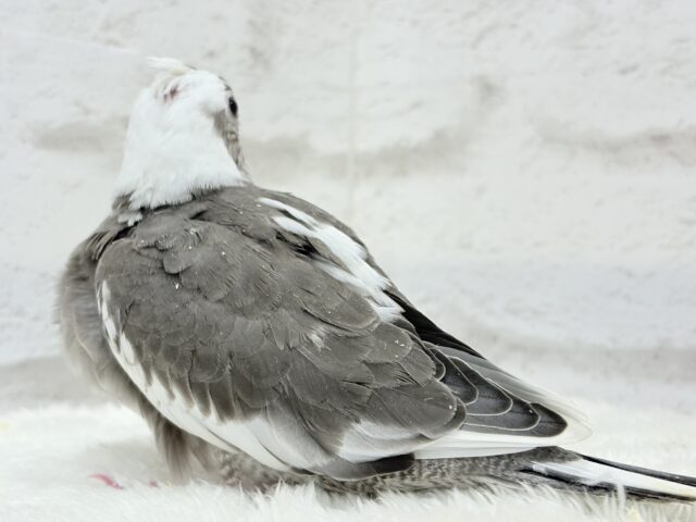 【最新画像更新🪄ひとり餌になりました☆】愛嬌たっぷり♡オカメインコ(WFパイド) ヒナ オカメインコ