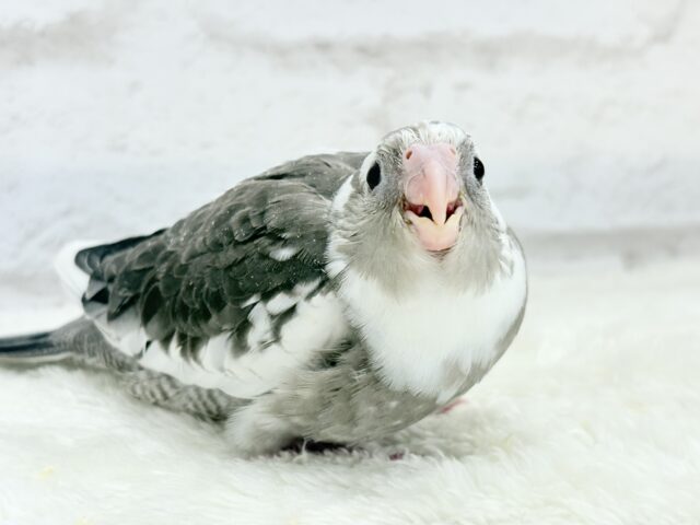 【最新画像更新🪄ひとり餌になりました☆】愛嬌たっぷり♡オカメインコ(WFパイド) ヒナ オカメインコ