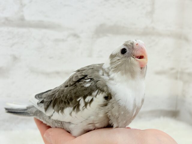 【最新画像更新🪄ひとり餌になりました☆】愛嬌たっぷり♡オカメインコ(WFパイド) ヒナ オカメインコ