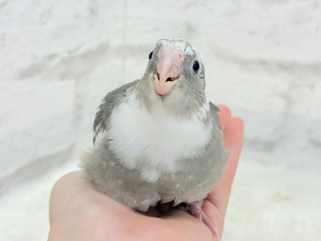 【最新画像更新🪄ひとり餌になりました☆】愛嬌たっぷり♡オカメインコ(WFパイド) ヒナ オカメインコ