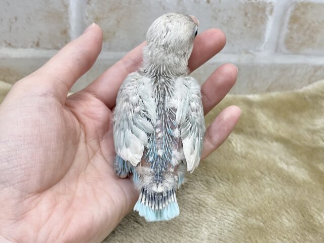 神秘的〜✨天使ちゃん🪽 シロボタンインコ シロボタンインコ