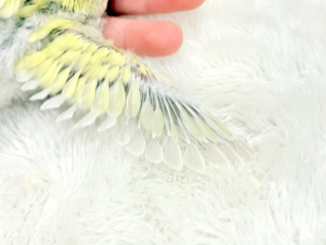 おめめきらきら🌼癒し系コザたん🐣💖コザクラインコ(シナモン) ヒナ コザクラインコ(小桜インコ)