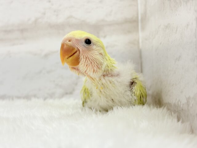 おめめきらきら🌼癒し系コザたん🐣💖コザクラインコ(シナモン) ヒナ コザクラインコ(小桜インコ)