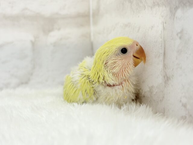おめめきらきら🌼癒し系コザたん🐣💖コザクラインコ(シナモン) ヒナ コザクラインコ(小桜インコ)