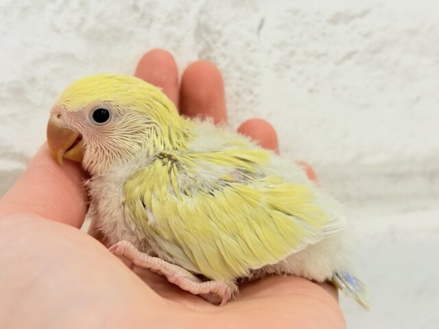 おめめきらきら🌼癒し系コザたん🐣💖コザクラインコ(シナモン) ヒナ コザクラインコ(小桜インコ)