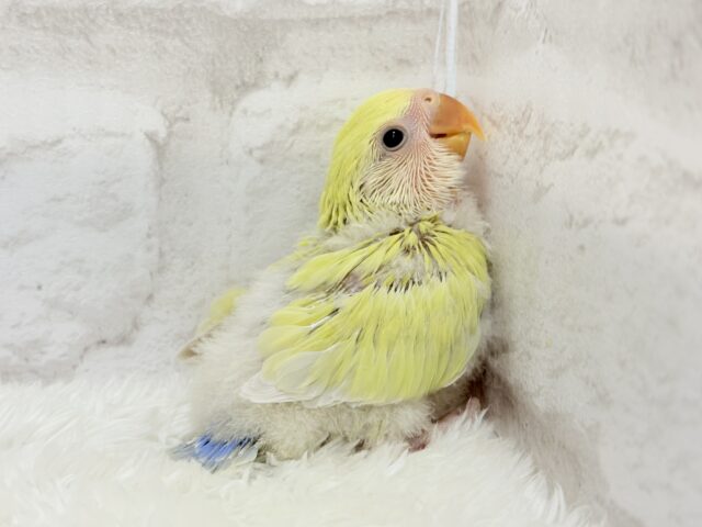おめめきらきら🌼癒し系コザたん🐣💖コザクラインコ(シナモン) ヒナ コザクラインコ(小桜インコ)