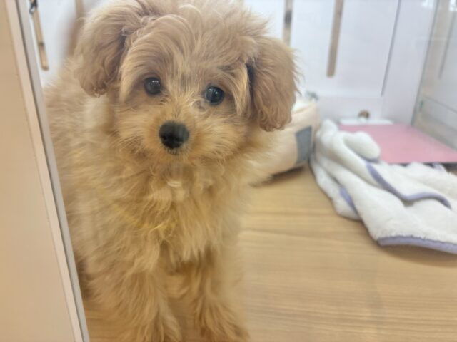 超ホヤホヤ最新画像✨太陽みたいな明るい存在♥ポメプーちゃん! ポメプー