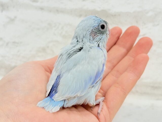 マメルリハ
