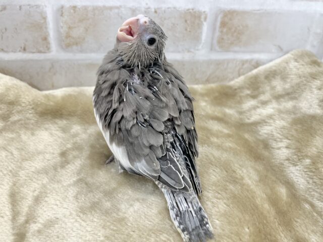 おめめキュルルン💓 オカメインコ(ホワイトフェイス) オカメインコ