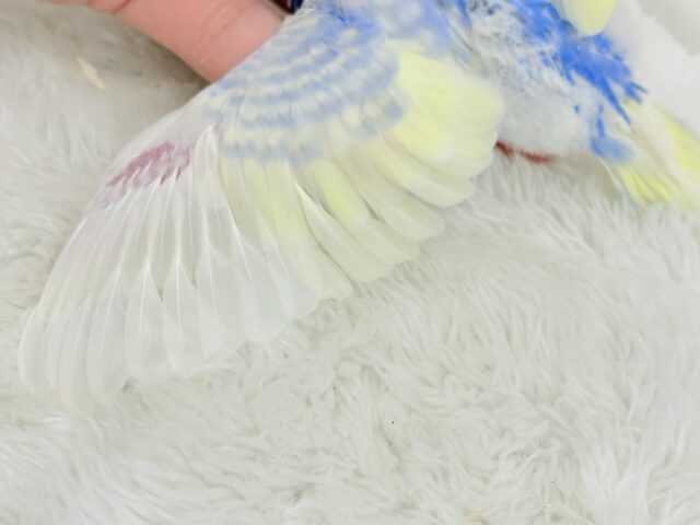 お花畑に迷い込んだ妖精さん🧚♀️🪅セキセイインコ(パステルレインボーパイド) ヒナ セキセイインコ